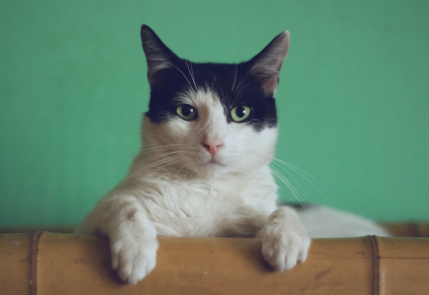 Katze als Symbol für Katzenfutter-Ratgeber