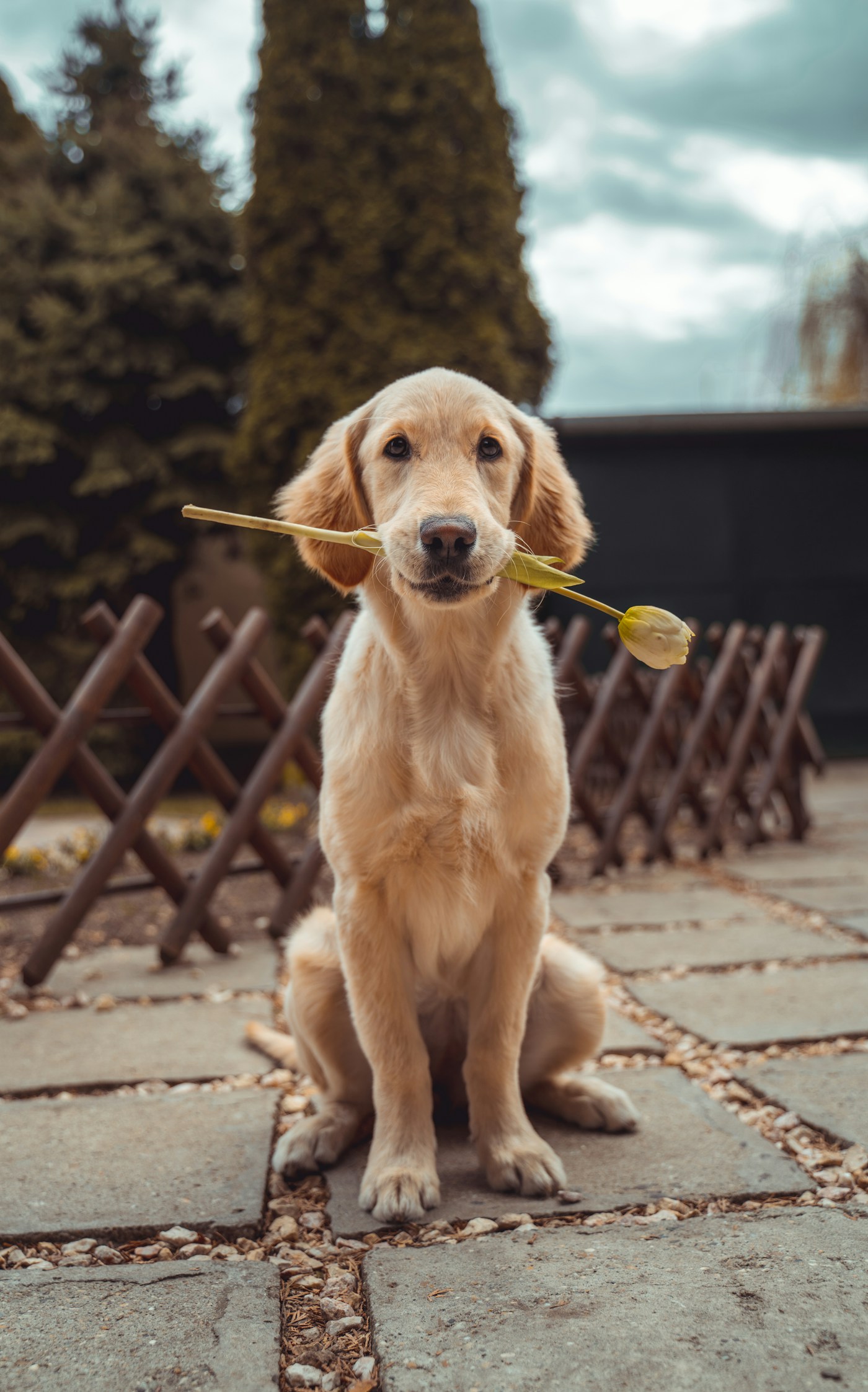 Hund als Symbol für Hundefutter-Ratgeber