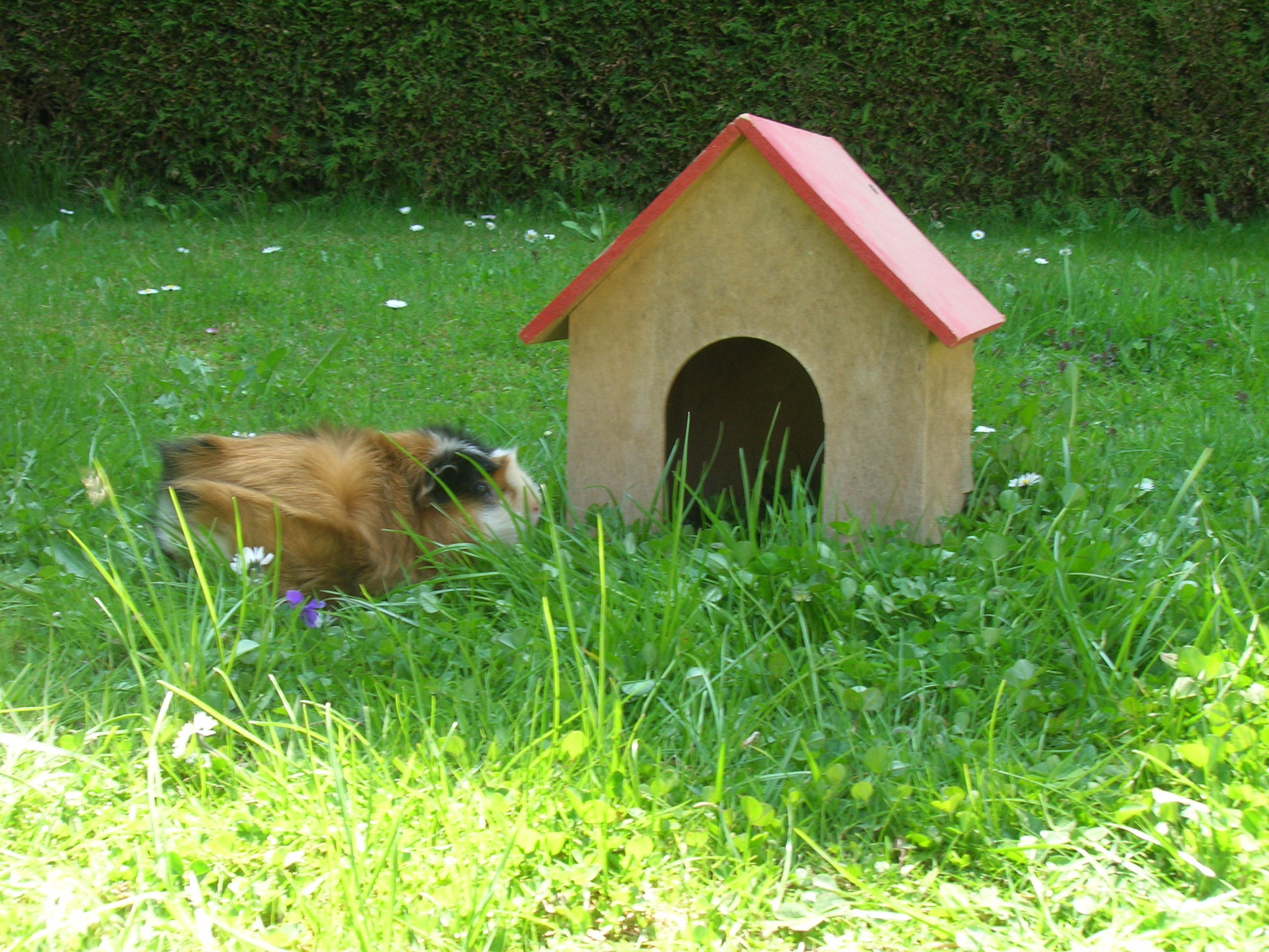 Fotorealistisches Meerschweinchen im Garten