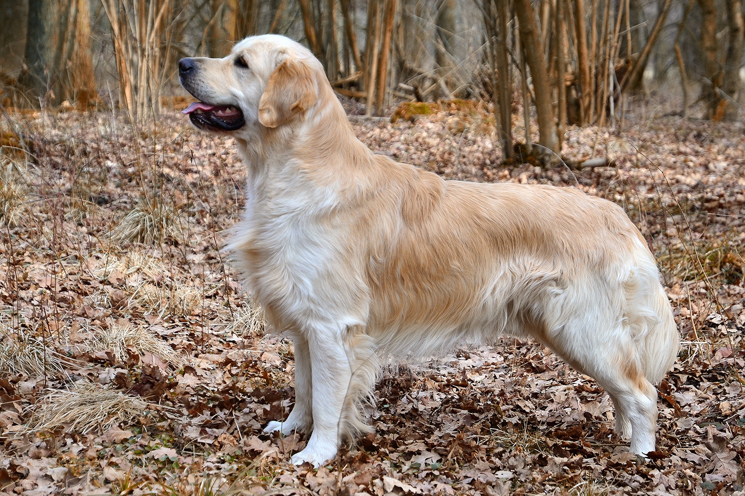 Fotorealistischer Hund als Symbol für Angebote
