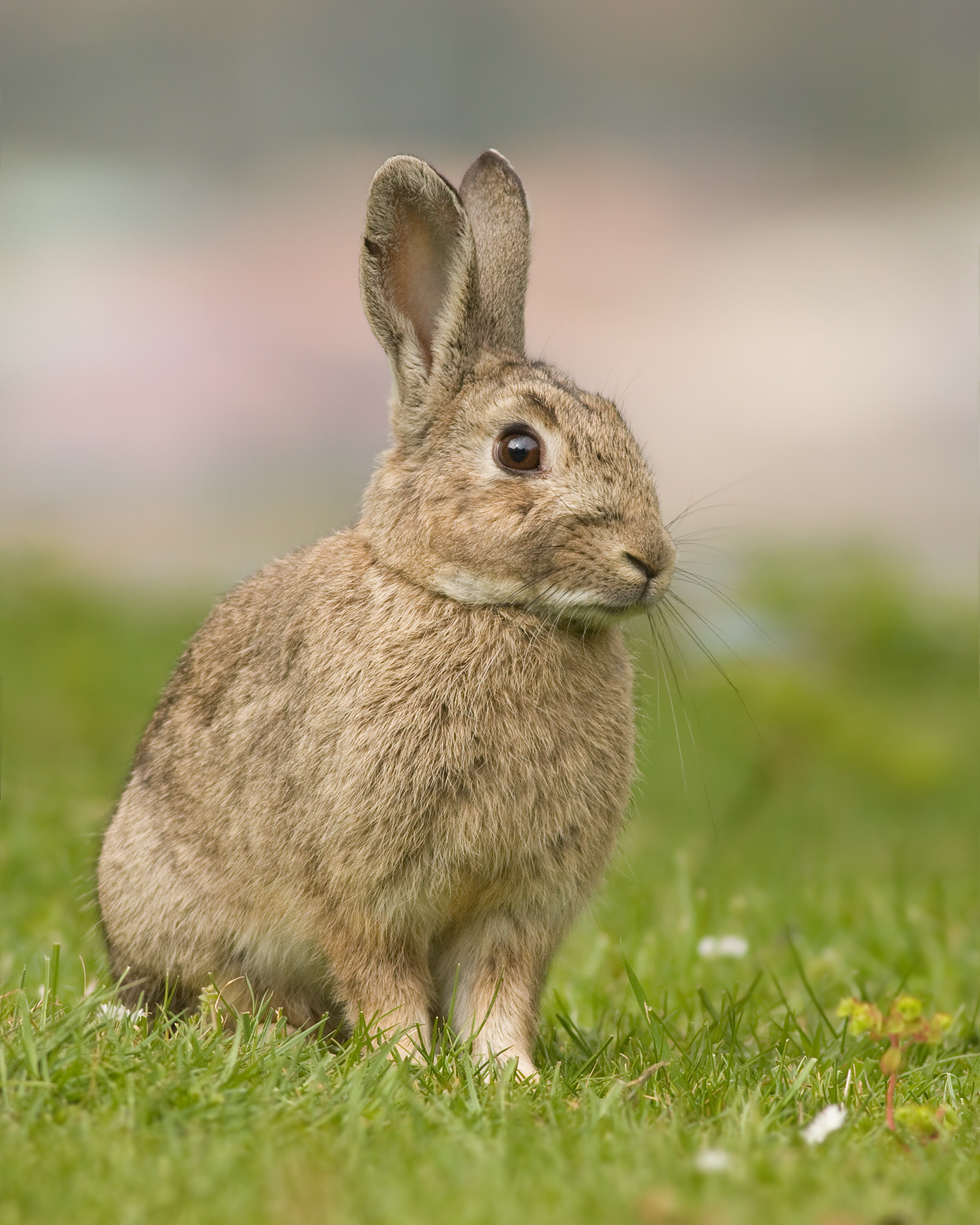 Fotorealistisches Kaninchen auf Gras